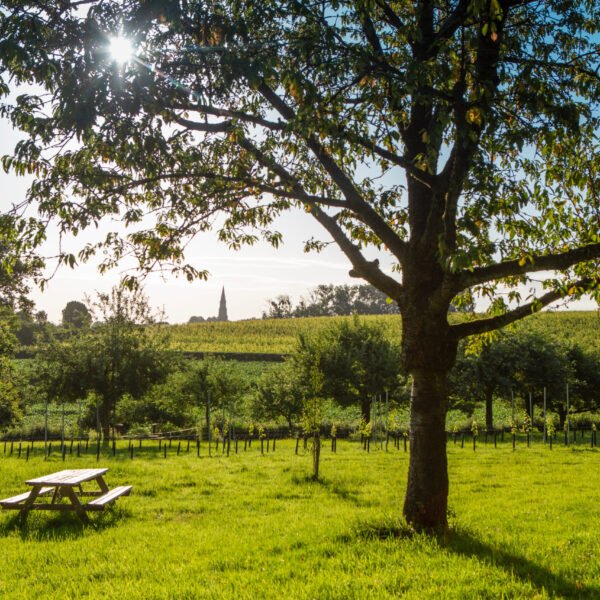 Engelenhoeve boomgaard